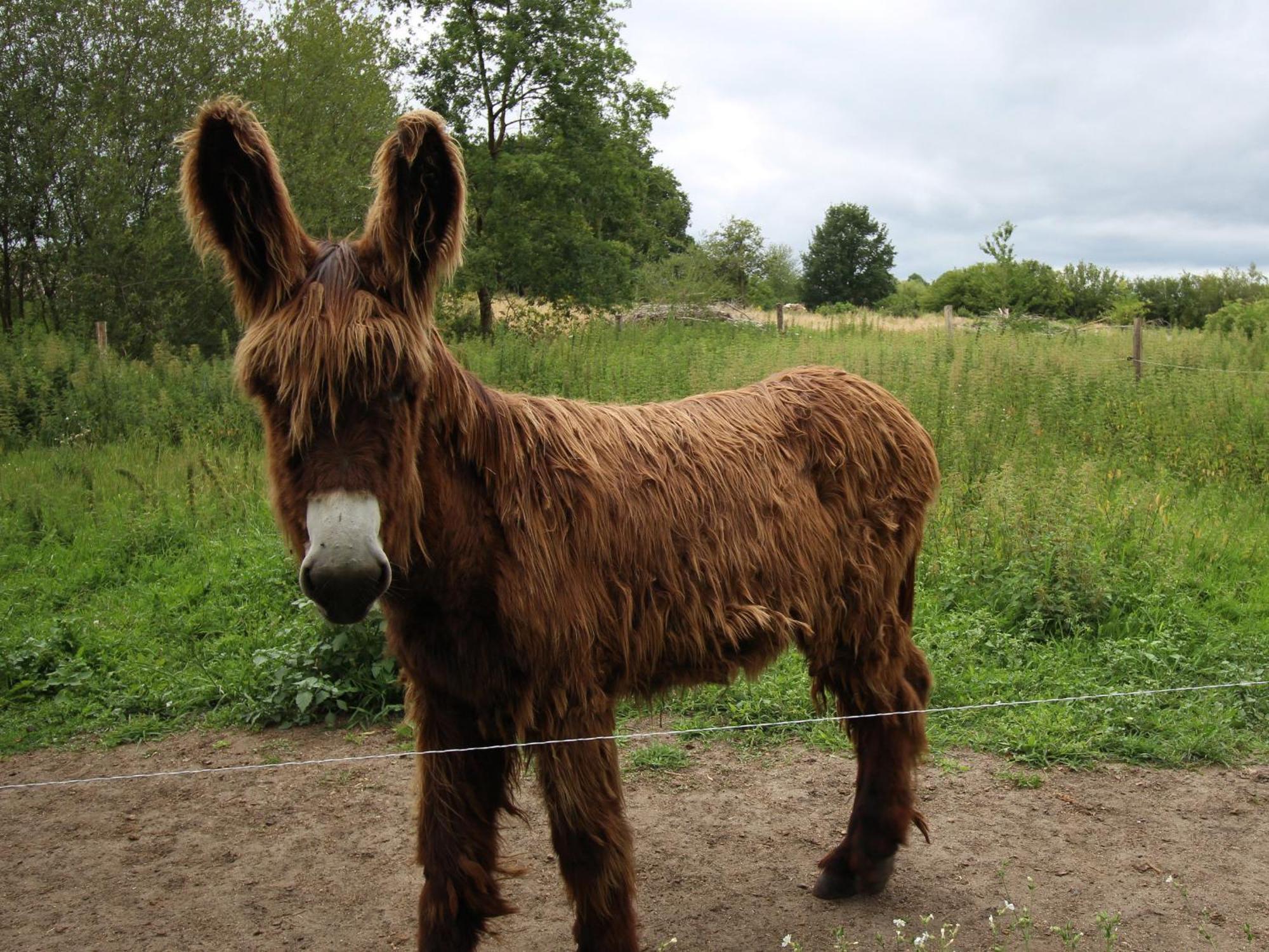 Gîte Cérans-Foulletourte-Cérans, 2 pièces, 6 personnes - FR-1-410-258 Esterno foto