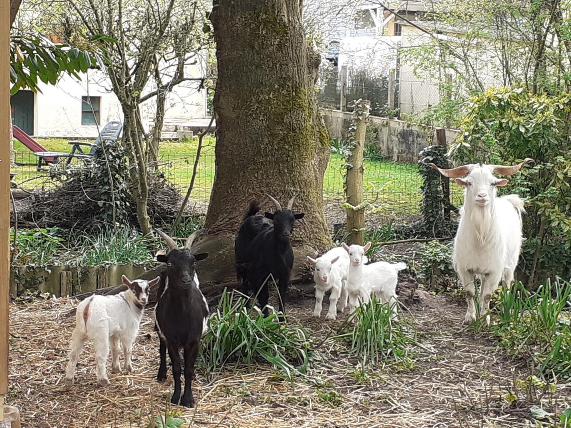 Gîte Cérans-Foulletourte-Cérans, 2 pièces, 6 personnes - FR-1-410-258 Esterno foto